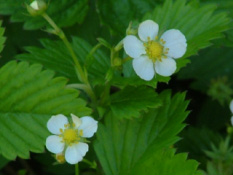 Fragaria vescaBosaardbei bestellen